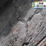 二条城 台風で徳川の家紋跡発見